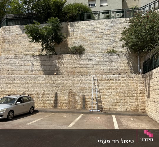 סולם ליד קיר עם צמחייה עליונה